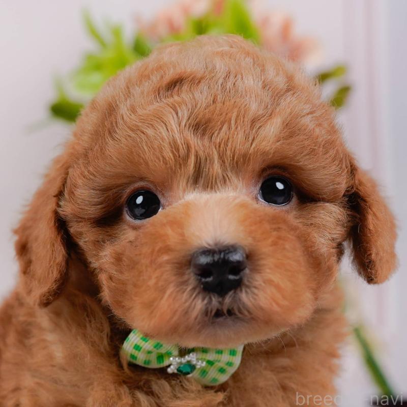 ♂︎トイプードル