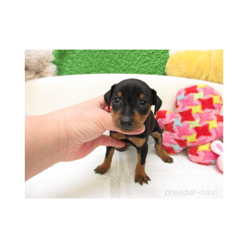 販売中の大阪府のミニチュアピンシャー(ミニピン)-452743の2枚目