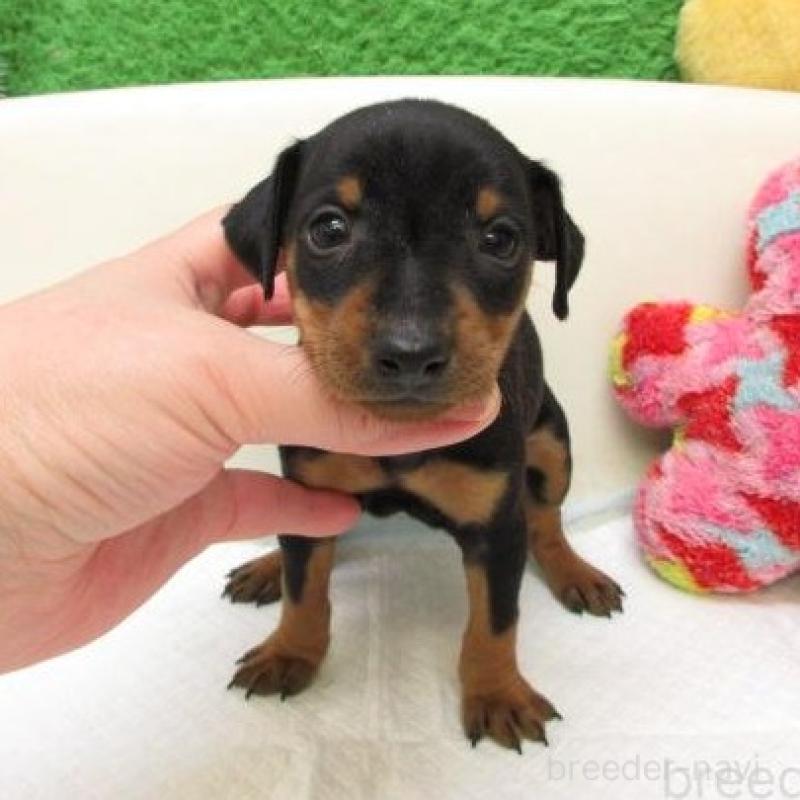 販売中の大阪府のミニチュアピンシャー(ミニピン)-452743