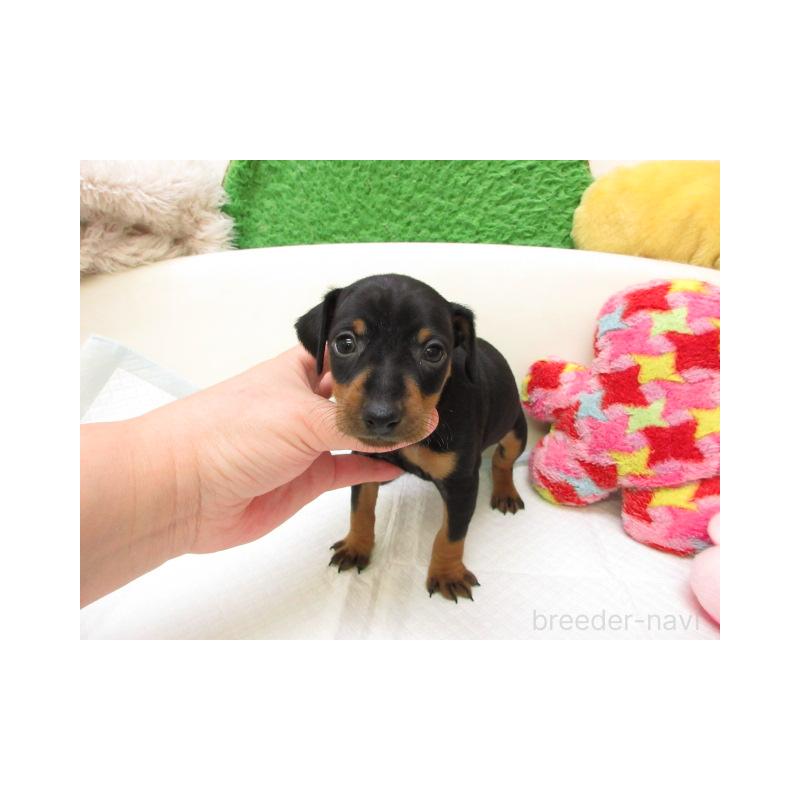 販売中の大阪府のミニチュアピンシャー(ミニピン)-452745の2枚目