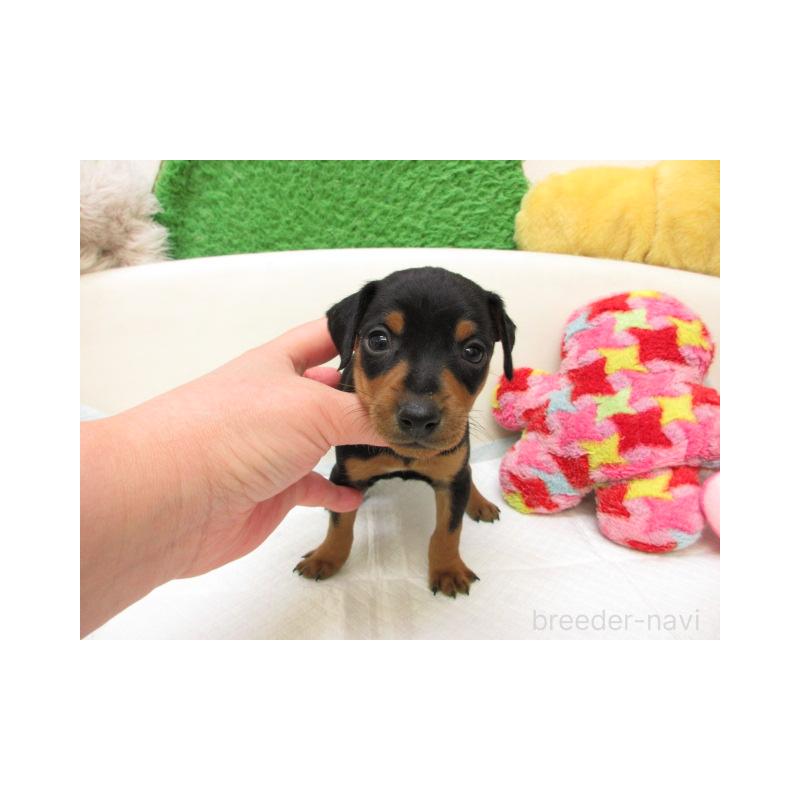 販売中の大阪府のミニチュアピンシャー(ミニピン)-452748の2枚目