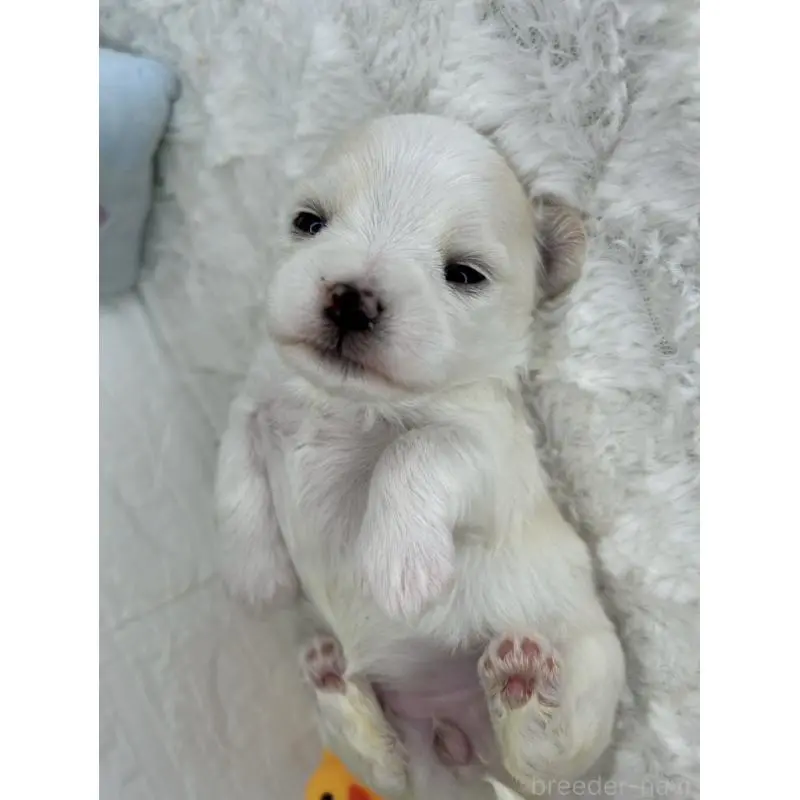 販売中の茨城県のチワマル:チワワ×マルチーズ-452750の11枚目