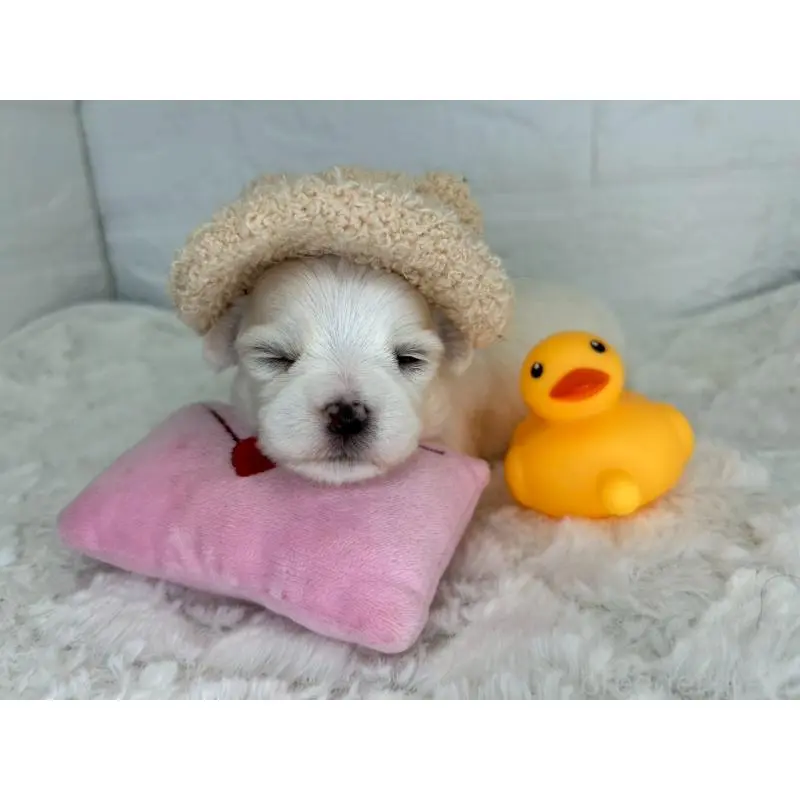 販売中の茨城県のチワマル:チワワ×マルチーズ-452750の10枚目