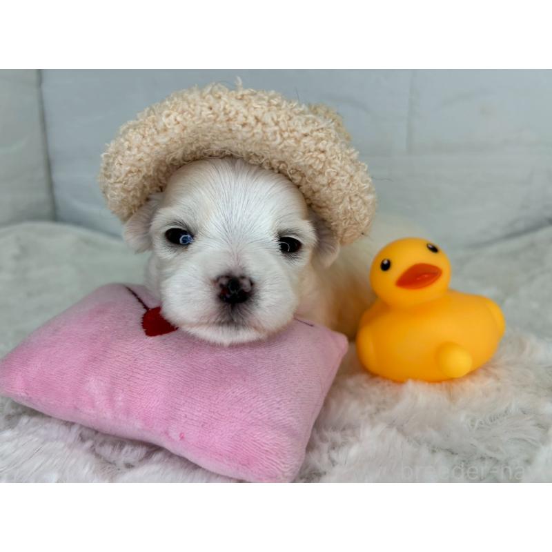 販売中の茨城県のチワマル:チワワ×マルチーズ-452750の9枚目