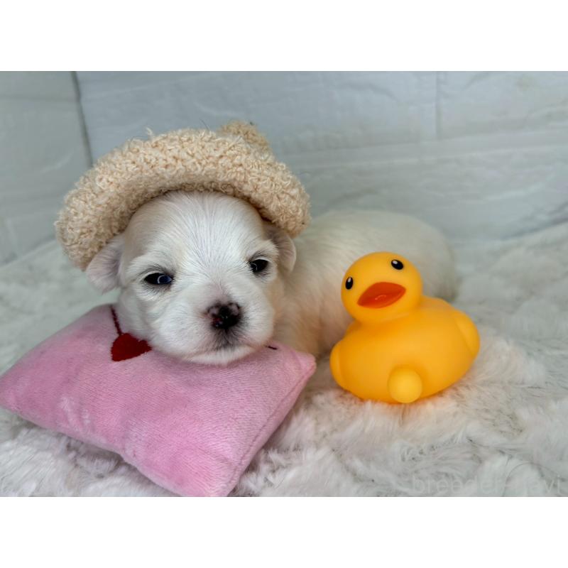 販売中の茨城県のチワマル:チワワ×マルチーズ-452750の8枚目