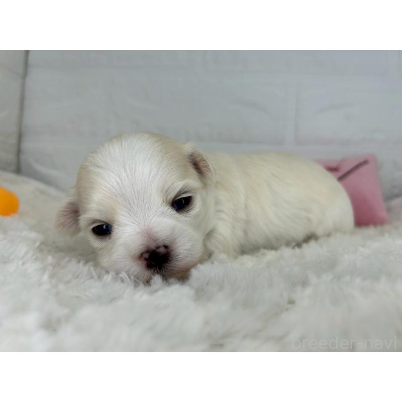 販売中の茨城県のチワマル:チワワ×マルチーズ-452750の7枚目