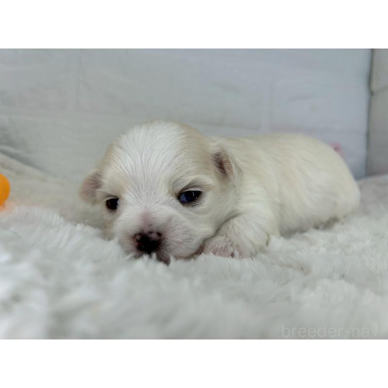 販売中の茨城県のチワマル:チワワ×マルチーズ-452750の6枚目