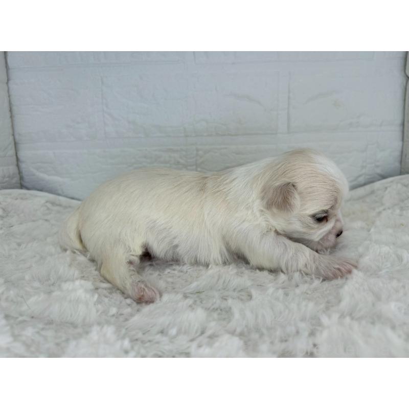 販売中の茨城県のチワマル:チワワ×マルチーズ-452750の4枚目