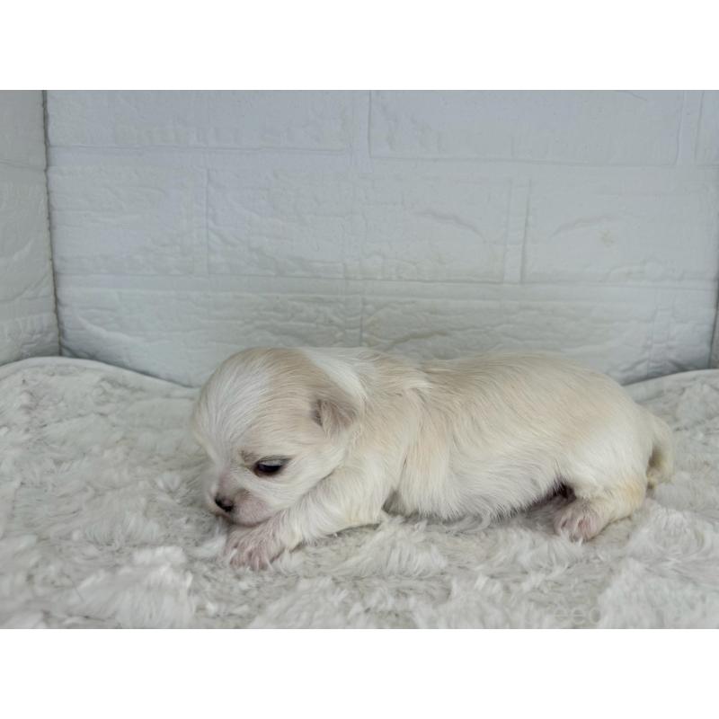 販売中の茨城県のチワマル:チワワ×マルチーズ-452750の3枚目