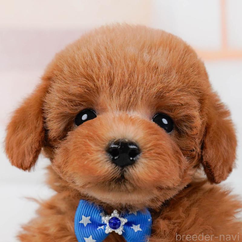 ♂︎トイプードル