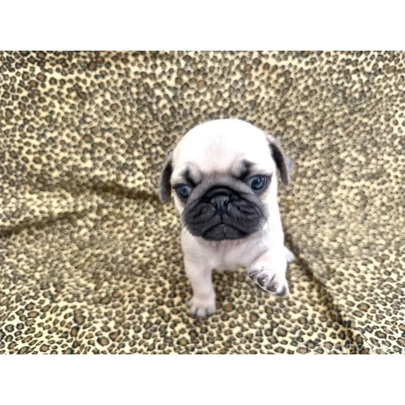 販売中の佐賀県のパグ-452754の6枚目