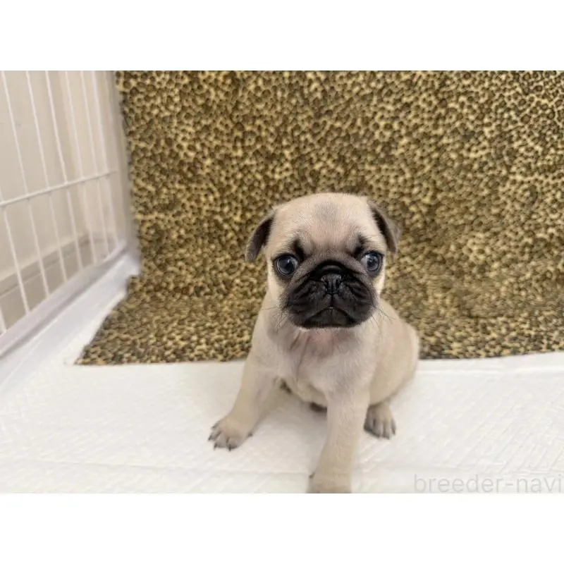 販売中の佐賀県のパグ-452754の5枚目