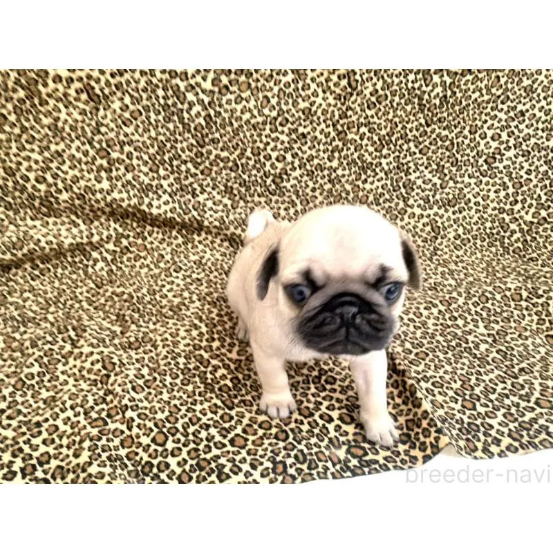 販売中の佐賀県のパグ-452754の4枚目