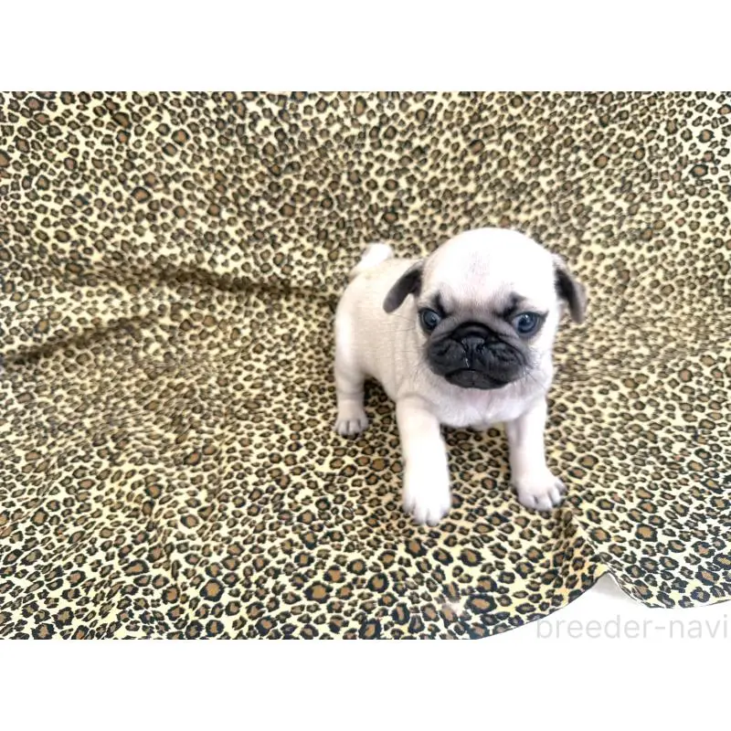 販売中の佐賀県のパグ-452754の2枚目