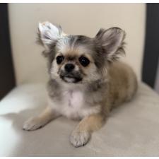 ♀︎チワワ(ロングコート)