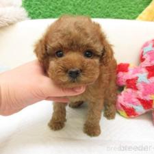 トイプードルの子犬