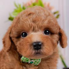 ♀︎トイプードル