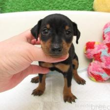 ♀︎ミニチュアピンシャー(ミニピン)