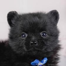 ♀︎ポメチワ:ポメラニアン×チワワ