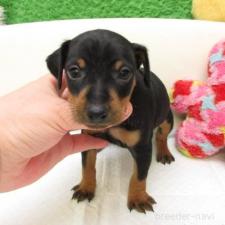 ♀︎ミニチュアピンシャー(ミニピン)