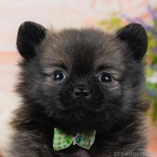 ♀︎ポメチワ:ポメラニアン×チワワ