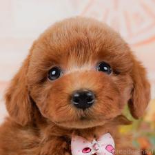 ♀︎トイプードル