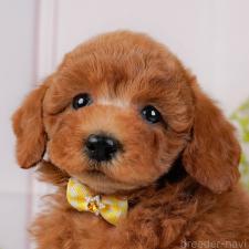 ♀︎トイプードル