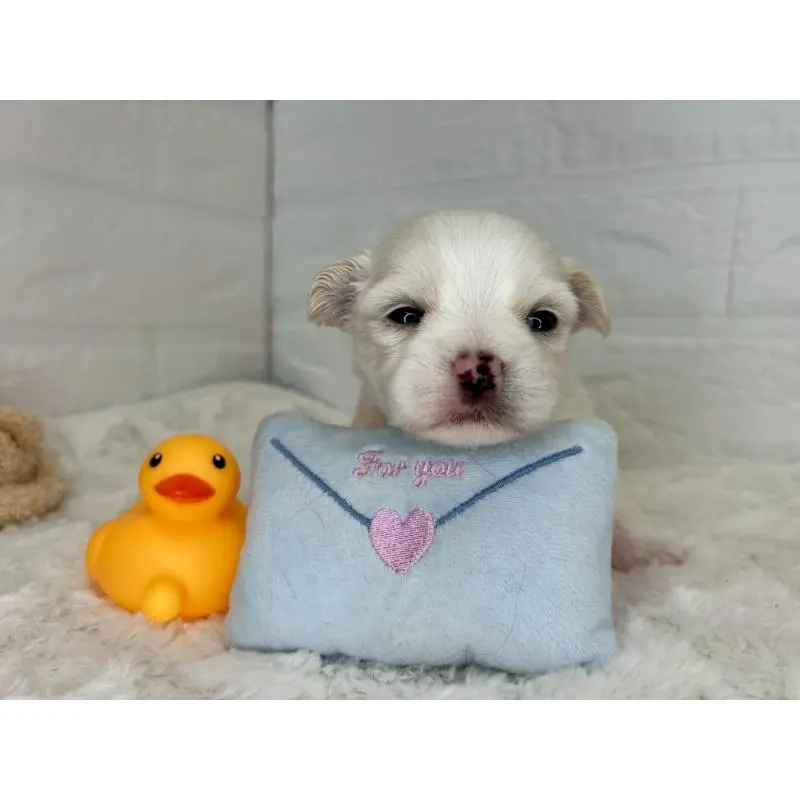 販売中の茨城県のチワマル:チワワ×マルチーズ-452756の9枚目