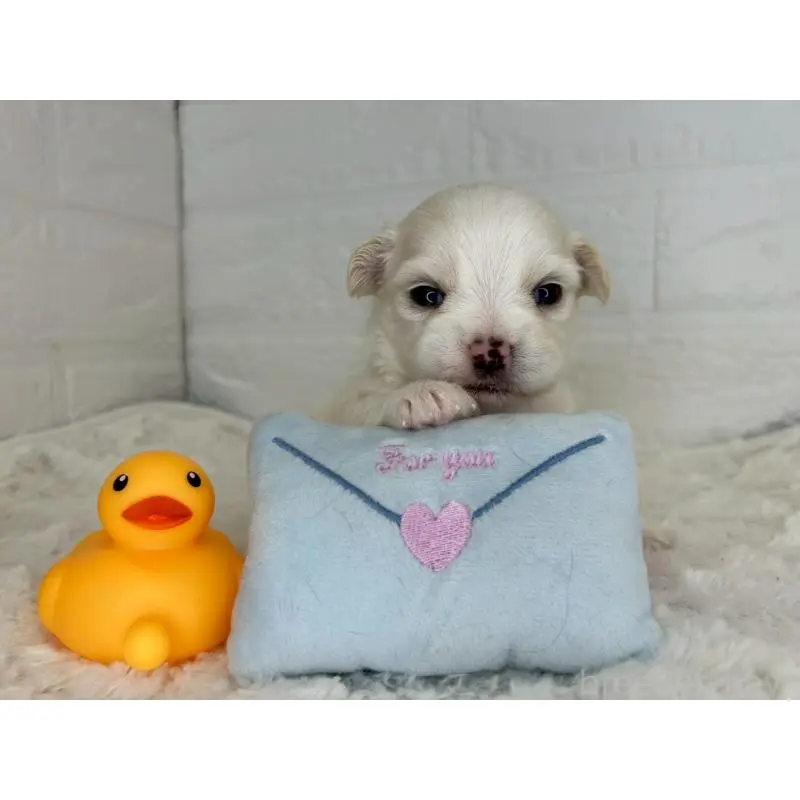 販売中の茨城県のチワマル:チワワ×マルチーズ-452756の8枚目