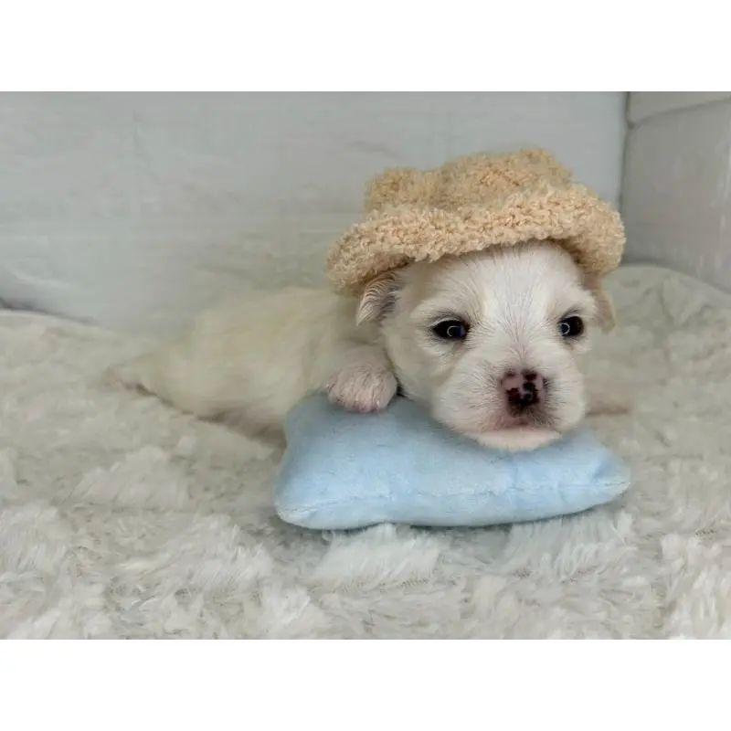 販売中の茨城県のチワマル:チワワ×マルチーズ-452756の7枚目