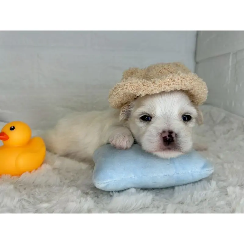 販売中の茨城県のチワマル:チワワ×マルチーズ-452756の6枚目