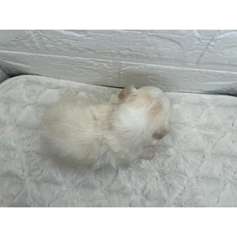 販売中の茨城県のチワマル:チワワ×マルチーズ-452756の5枚目