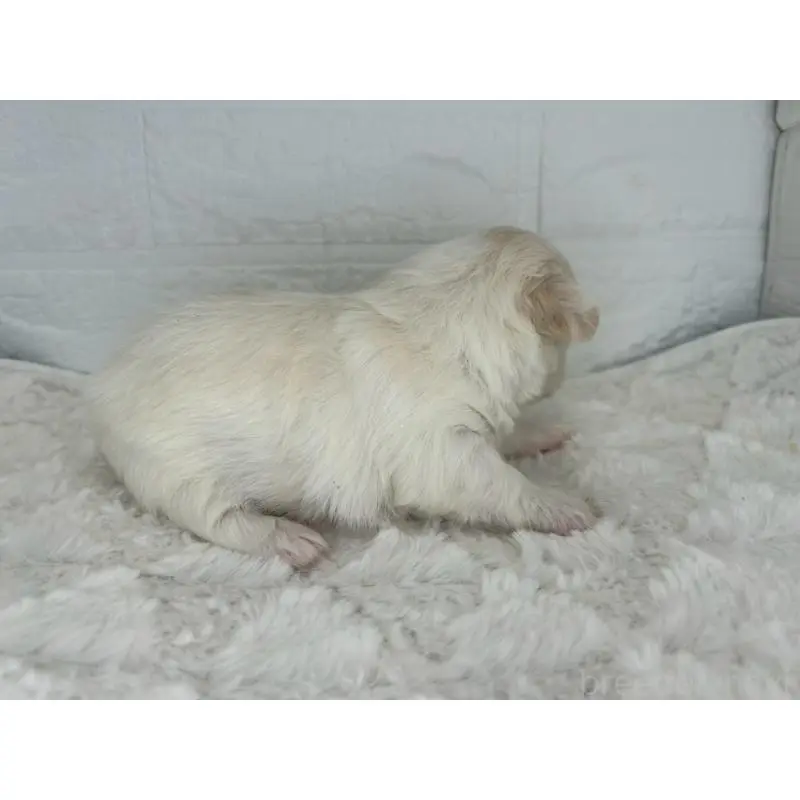 販売中の茨城県のチワマル:チワワ×マルチーズ-452756の4枚目