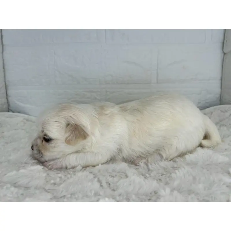 販売中の茨城県のチワマル:チワワ×マルチーズ-452756の3枚目