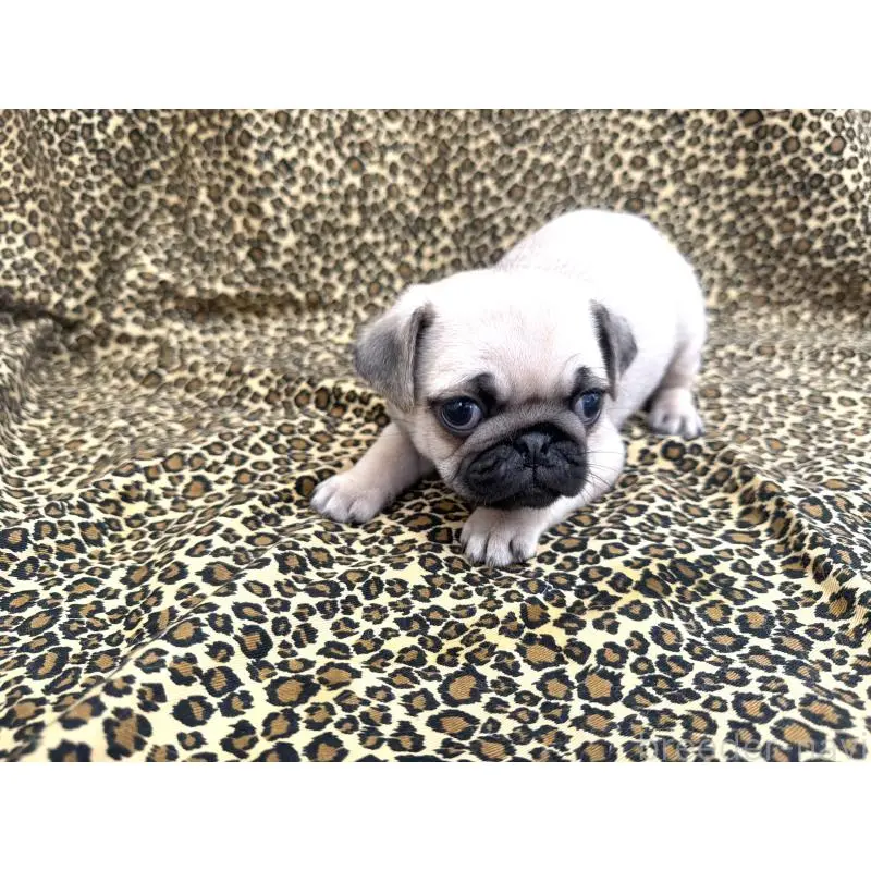 販売中の佐賀県のパグ-452757の5枚目