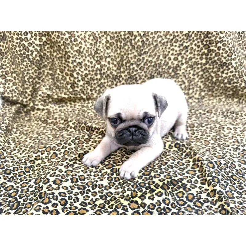 販売中の佐賀県のパグ-452757の4枚目