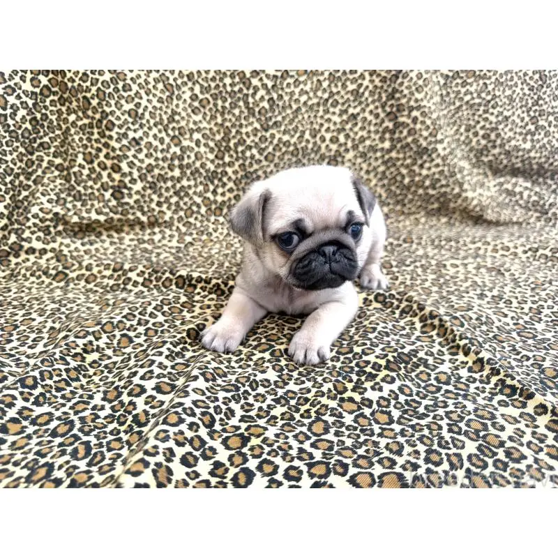 販売中の佐賀県のパグ-452757の3枚目