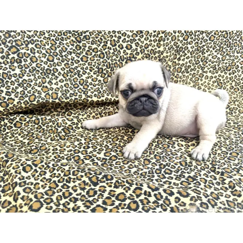 販売中の佐賀県のパグ-452757の2枚目