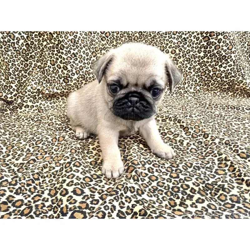 販売中の佐賀県のパグ-452758の3枚目