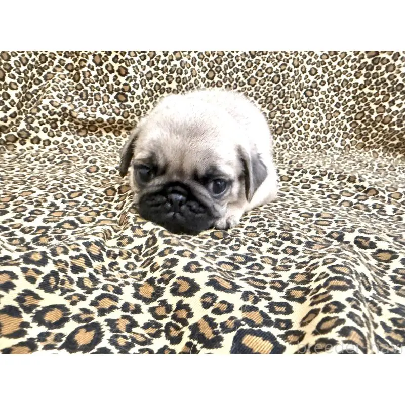 販売中の佐賀県のパグ-452758の2枚目