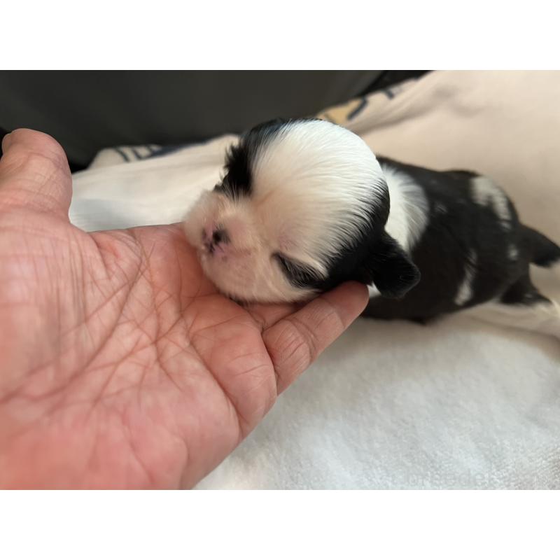 販売中の愛媛県のシーズー-452760の3枚目