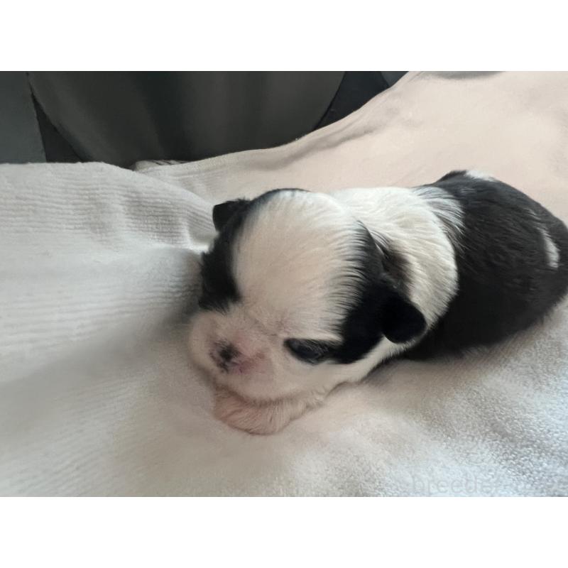 販売中の愛媛県のシーズー-452760の2枚目