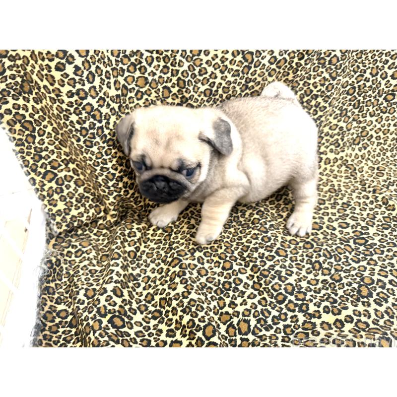 販売中の佐賀県のパグ-452761の5枚目