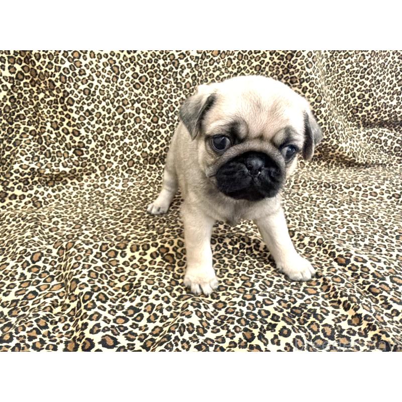 販売中の佐賀県のパグ-452761の4枚目