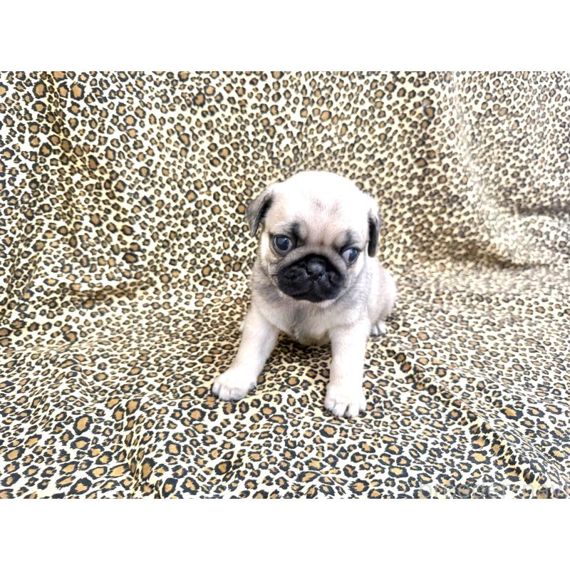 販売中の佐賀県のパグ-452761の3枚目