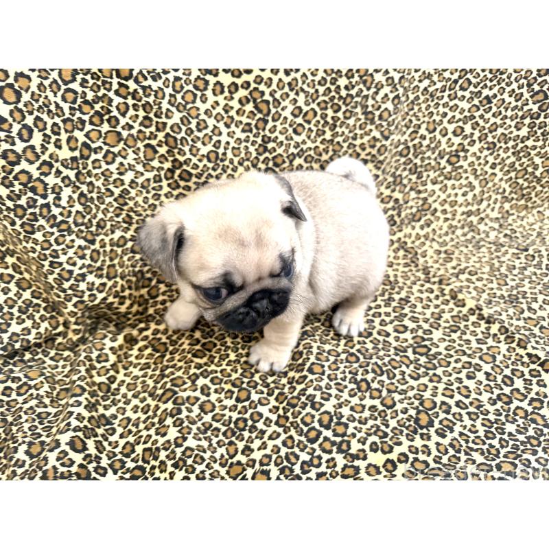 販売中の佐賀県のパグ-452761の2枚目