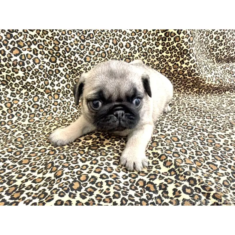 販売中の佐賀県のパグ-452762の2枚目