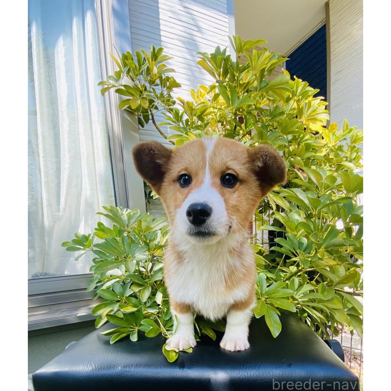 販売中の千葉県のミックス犬-441886