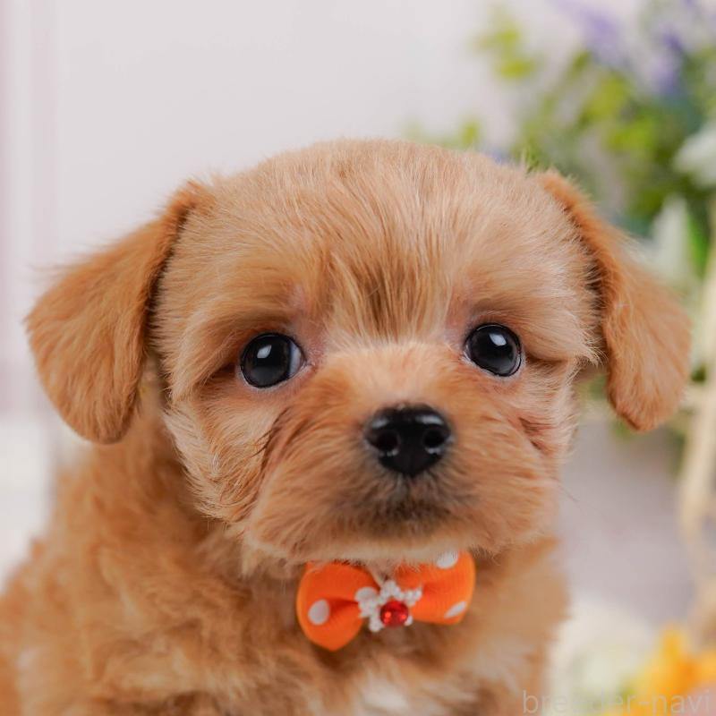 販売中の神奈川県のチワプー:チワワ×トイプードル-452765