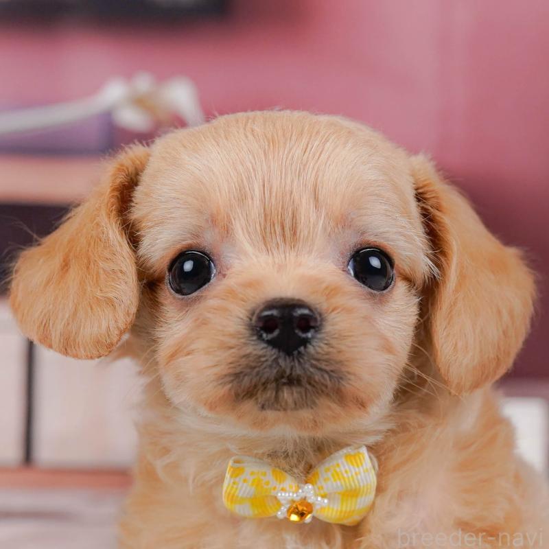 販売中の神奈川県のチワプー:チワワ×トイプードル-452766